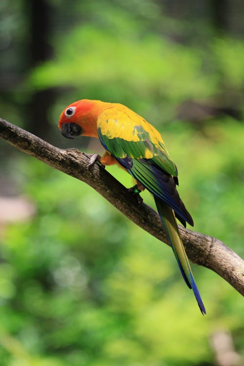 Sun conure