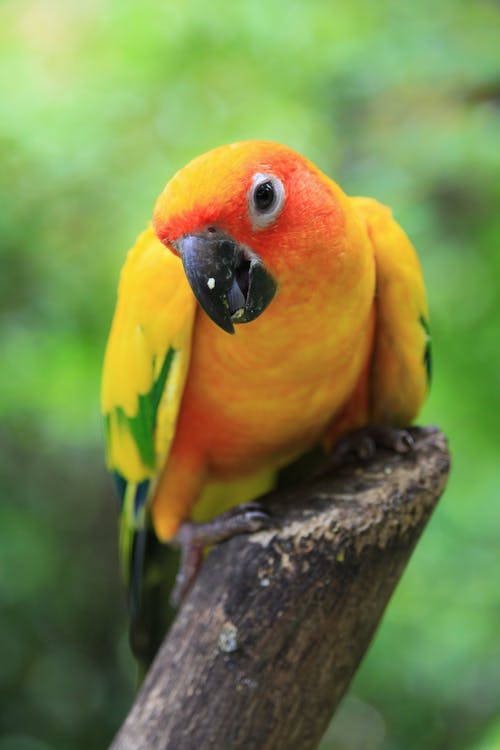 Yellow Bird in Close Up Photography