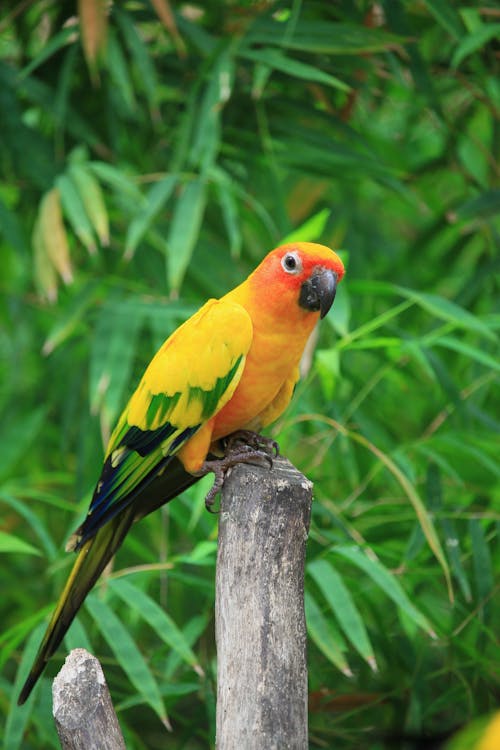 Photo of a Bird on Tree Branch