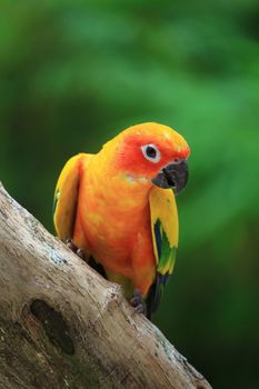 parrot photo