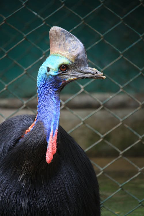 Close Up Shot of a Southern Cassowary