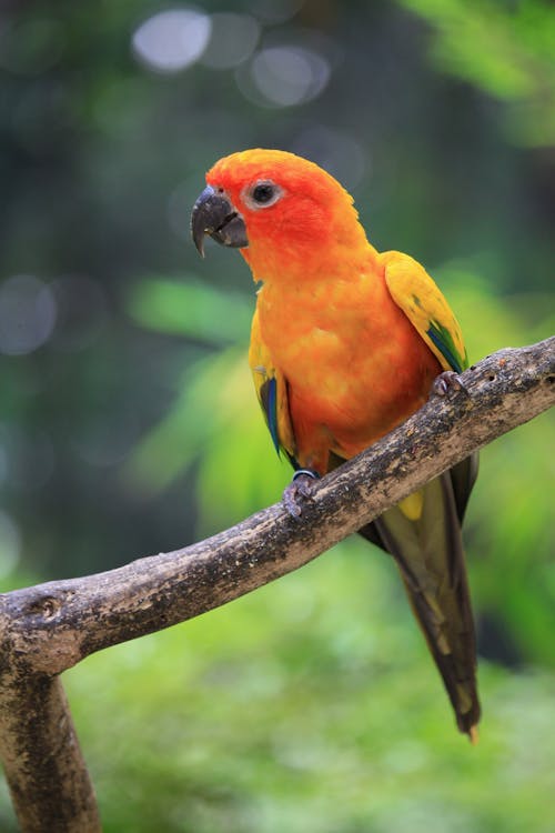 Yellow Bird Perched on Tree Branch