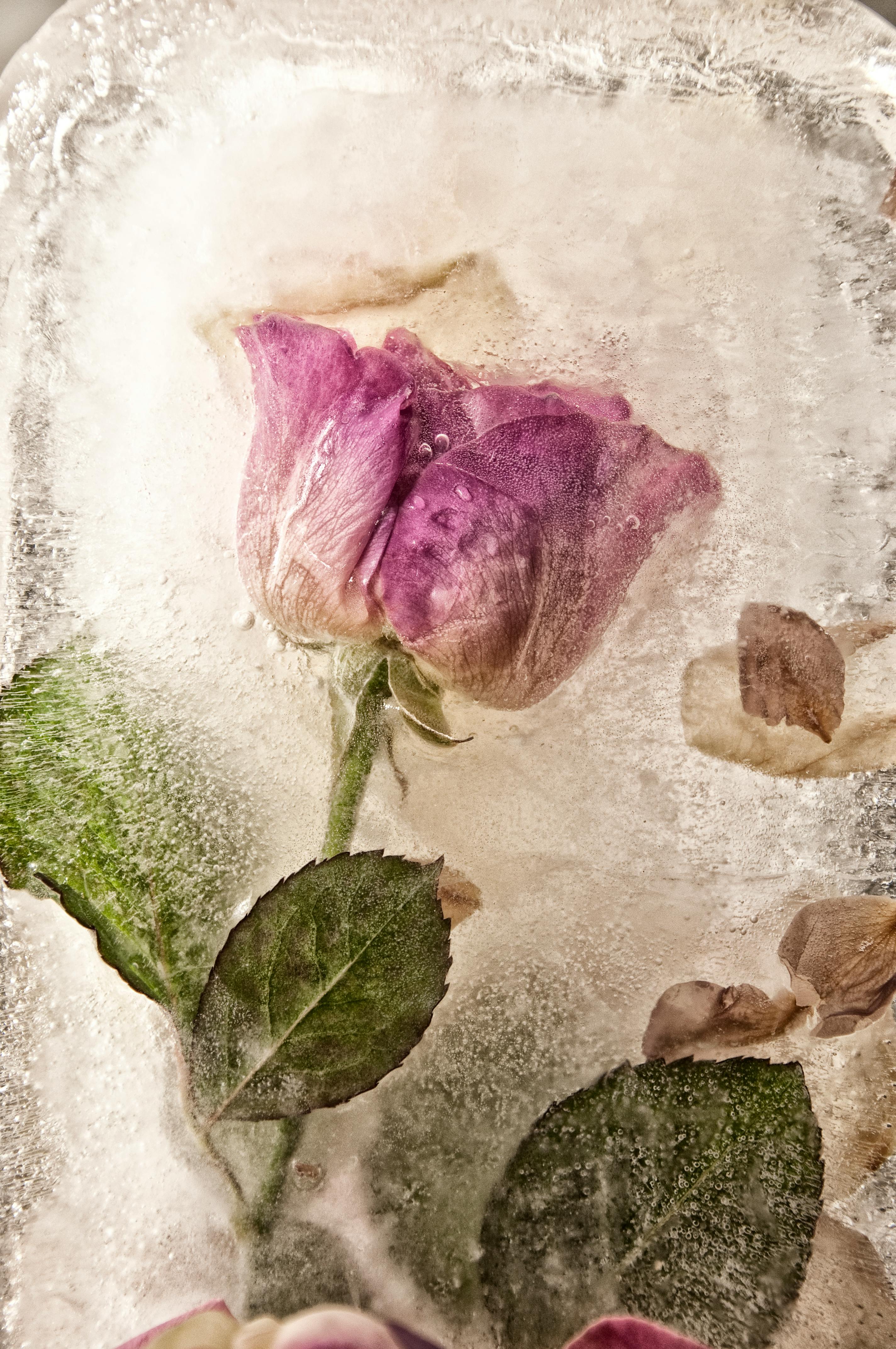 Free stock photo of ice, rose