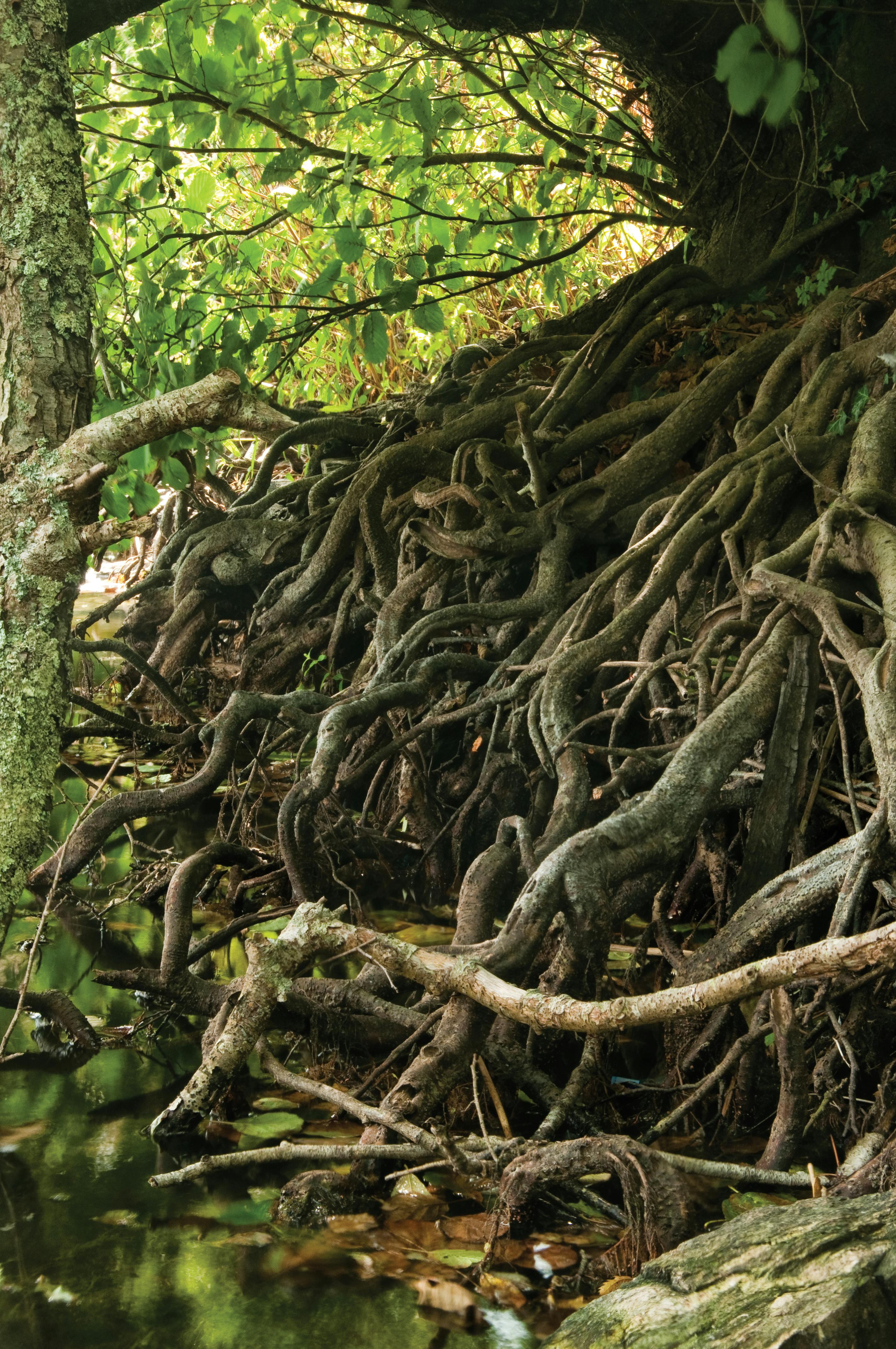 Free stock photo of roots, woods