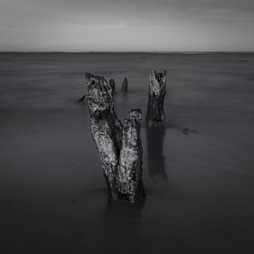 Free Moody black and white photo of tree stumps in water at a Brazilian beach, evoking solitude. Stock Photo