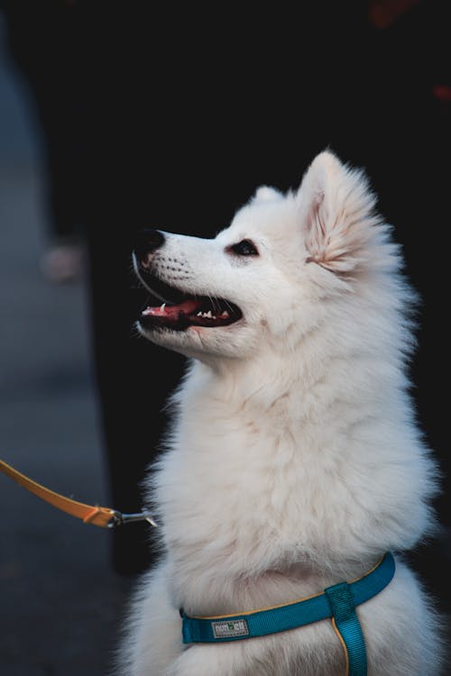 Ücretsiz amerikan eskimo köpek, çok sevimli, dikey atış içeren Ücretsiz stok fotoğraf Stok Fotoğraflar