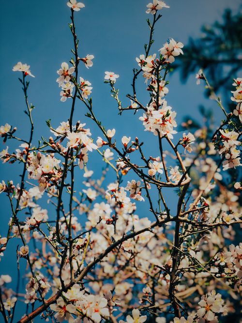 Free Cherry blossoms in full bloom on a sunny day, showcasing nature's beauty against a clear blue sky. Stock Photo