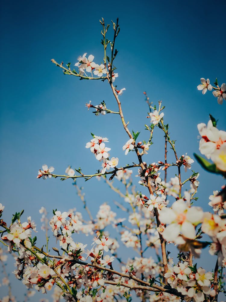 
Almond Flowers In Bloom