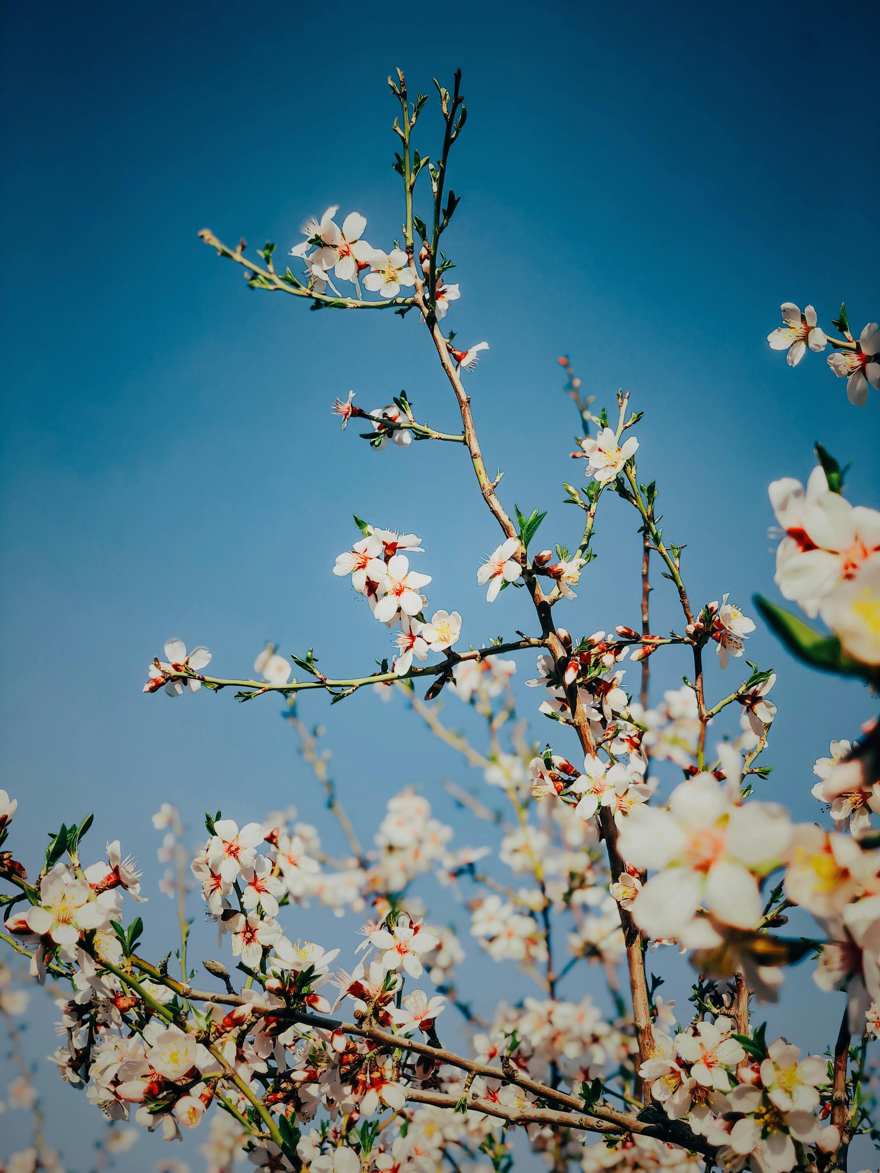 Almond Blossom Photos, Download The BEST Free Almond Blossom Stock