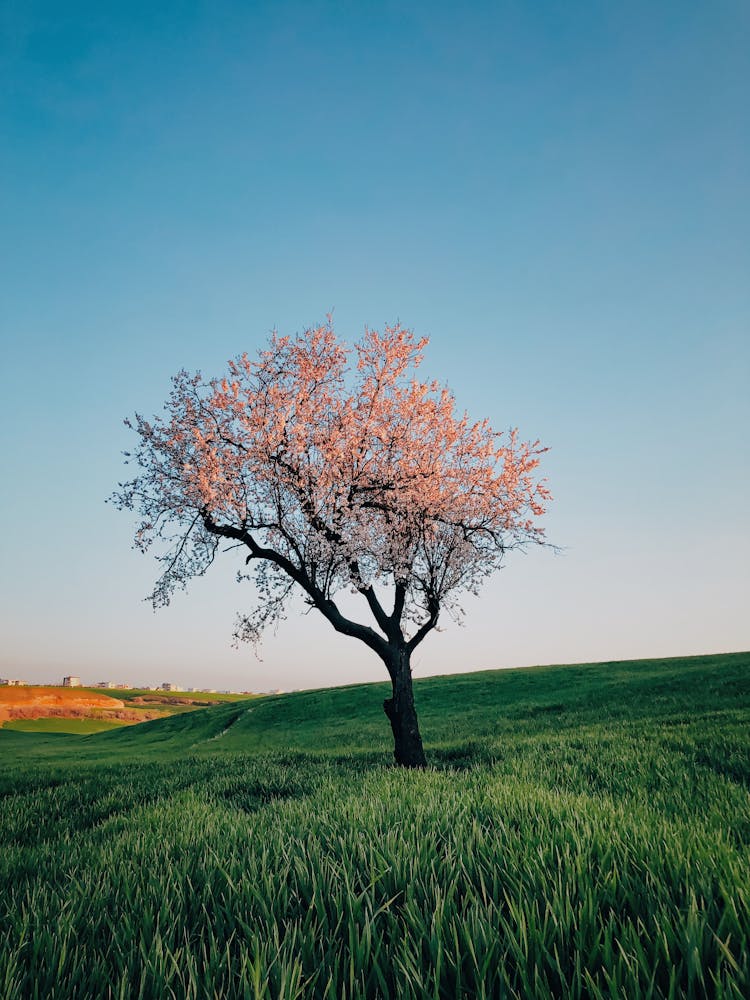 A Tree In A Field