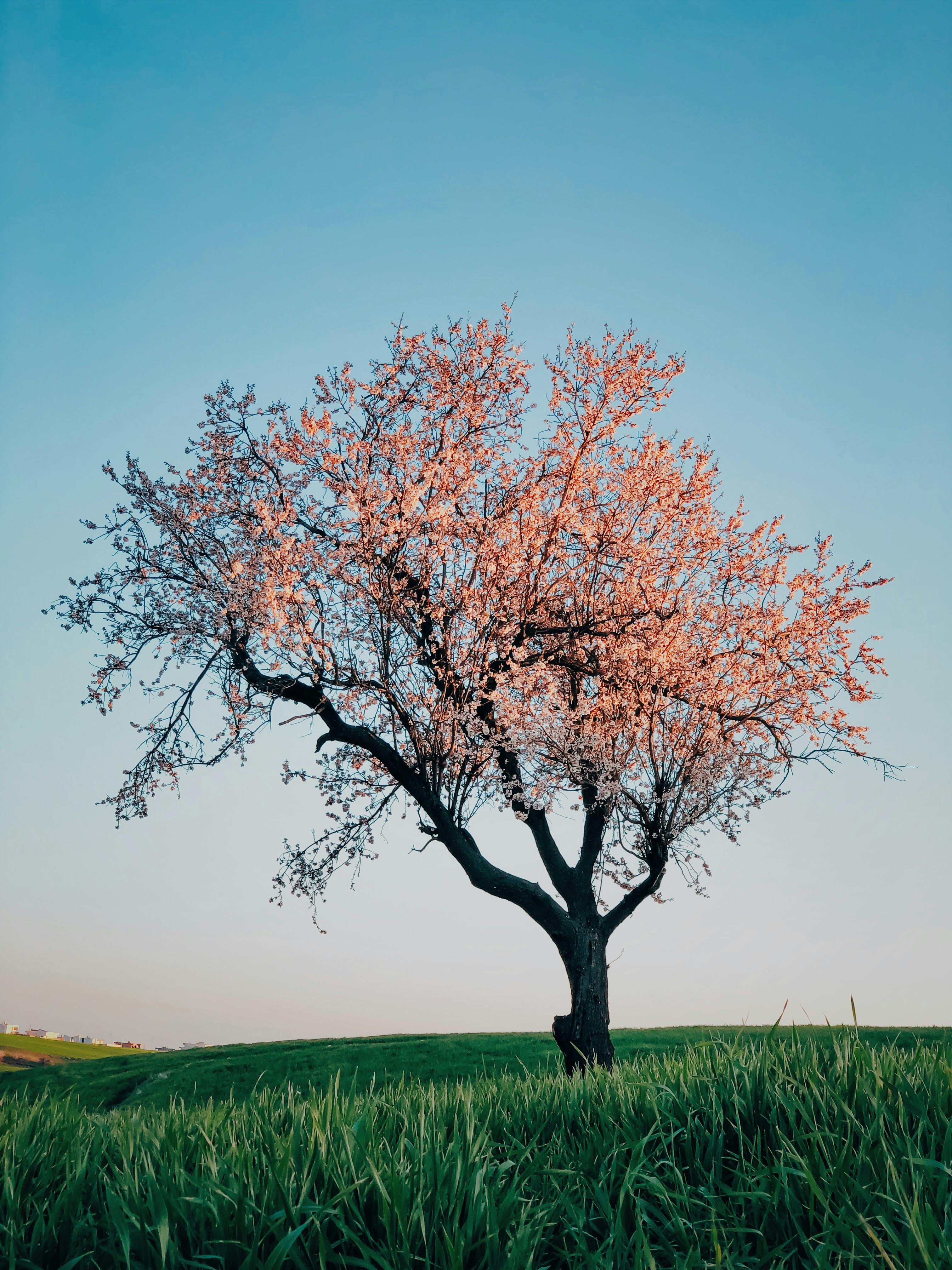 Indian almond Stock Photos, Royalty Free Indian almond Images |  Depositphotos