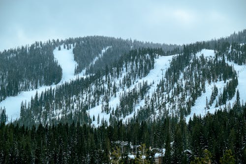 Mountain Covered in Snow and Conifer Forest 