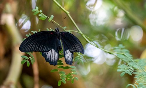 Free Close-up of a black butterfly on green leaves, showcasing vibrant wings and natural beauty in an outdoor setting. Stock Photo