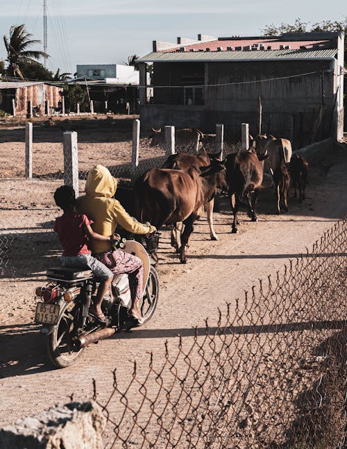 Immagine gratuita di animali, azienda agricola, bestiame