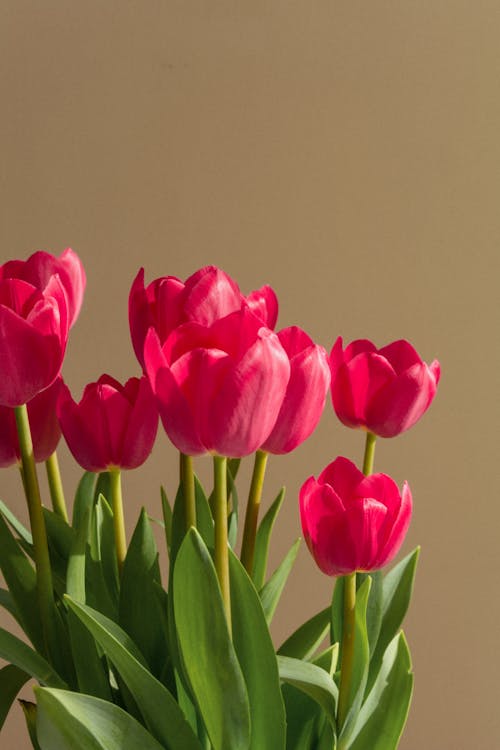 Free Pink Tulips in Close Up Photography Stock Photo