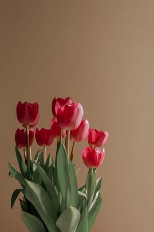 Free Pink Tulips in Close Up Photography Stock Photo
