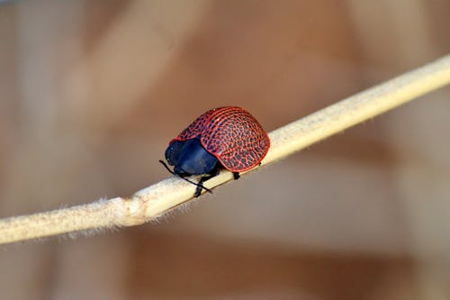Δωρεάν στοκ φωτογραφιών με beetle, eugenysa columbiana boheman, ασπόνδυλος