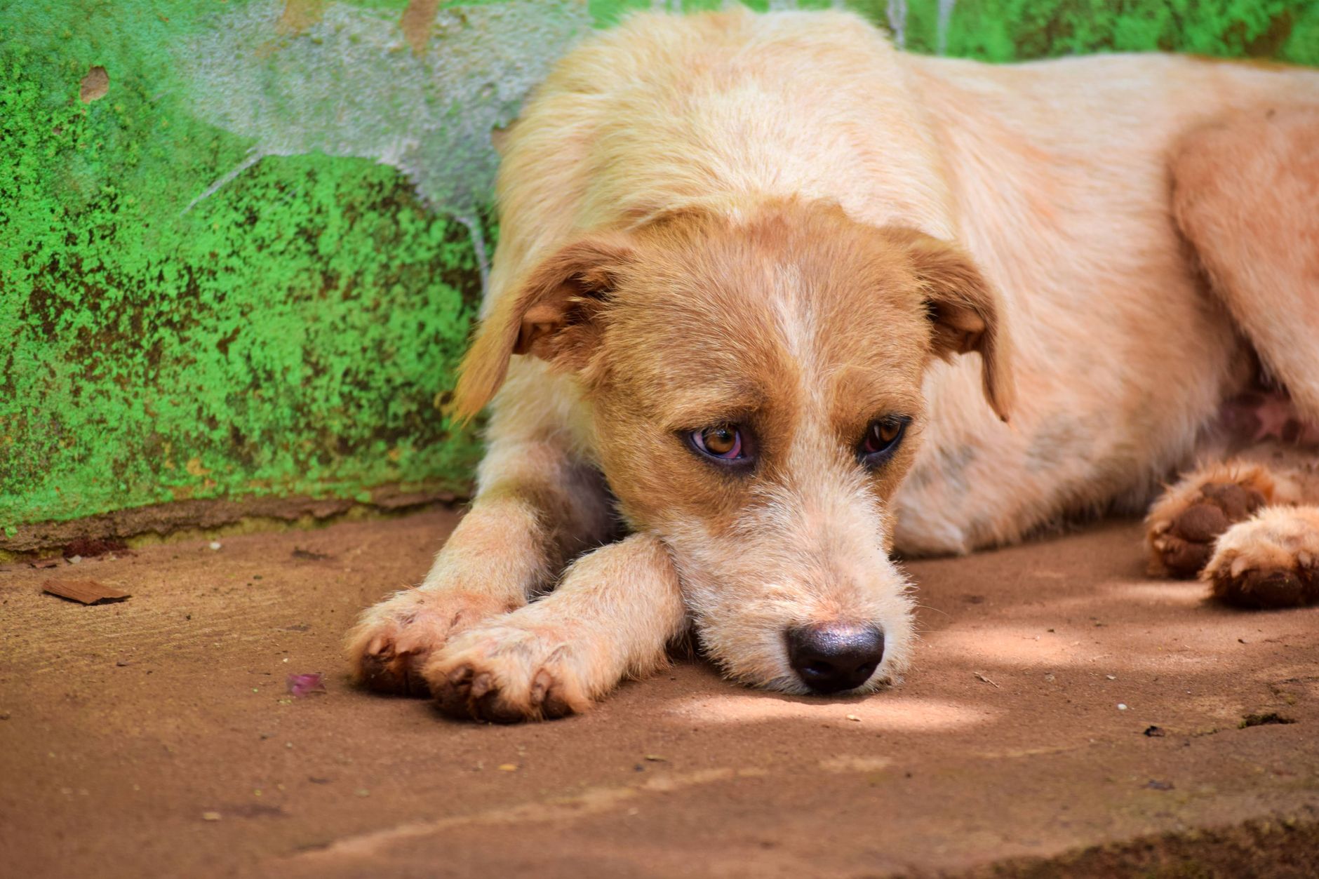 Decoding Canine Empathy: Overview Mind Map