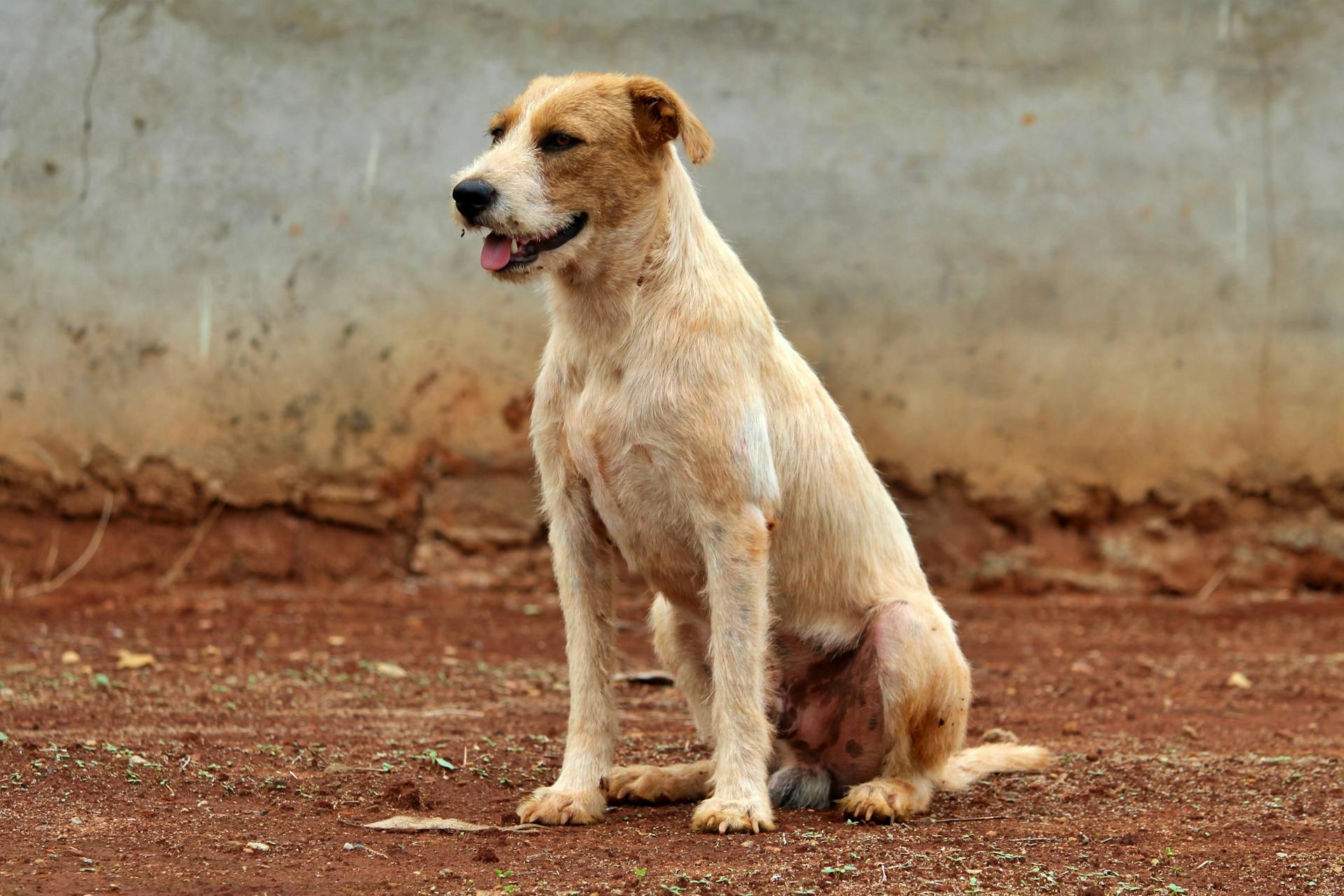 Close-Up Shot of a Dog