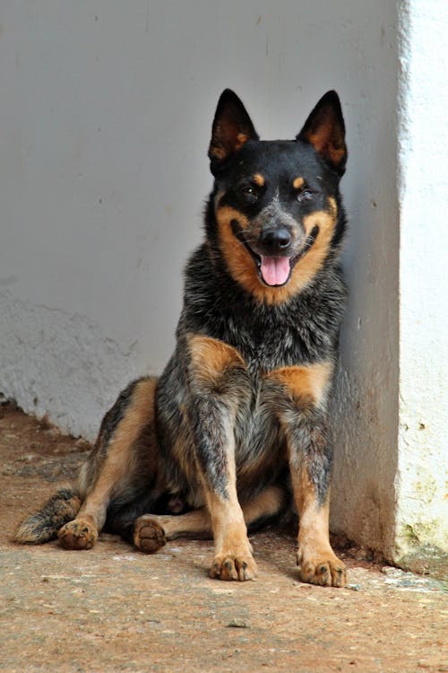 Imagine de stoc gratuită din animal, animal de casă, animale de companie