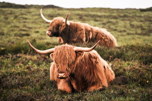 Two Brown Cattles on Green Grass Field