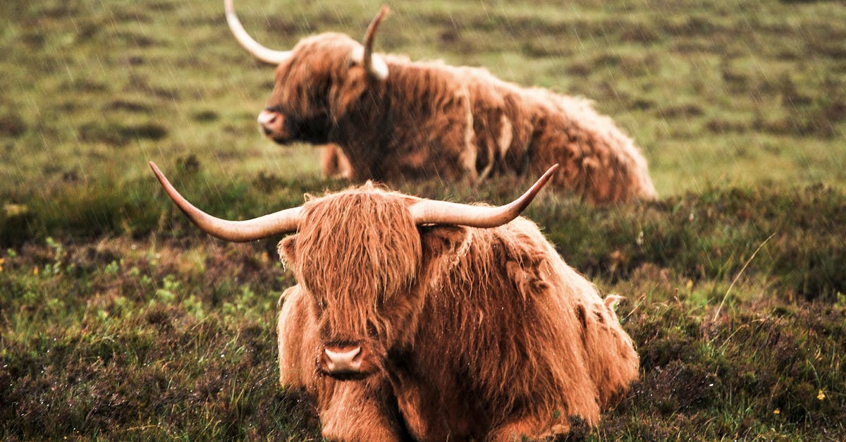 Highland cattle with long horns resting in a lush Scottish field.