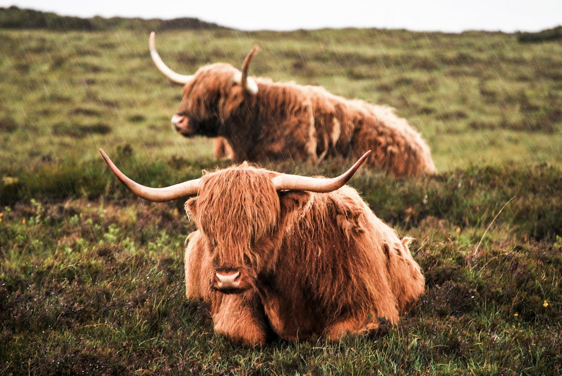 Два коричневых крупного рогатого скота на поле зеленой травы