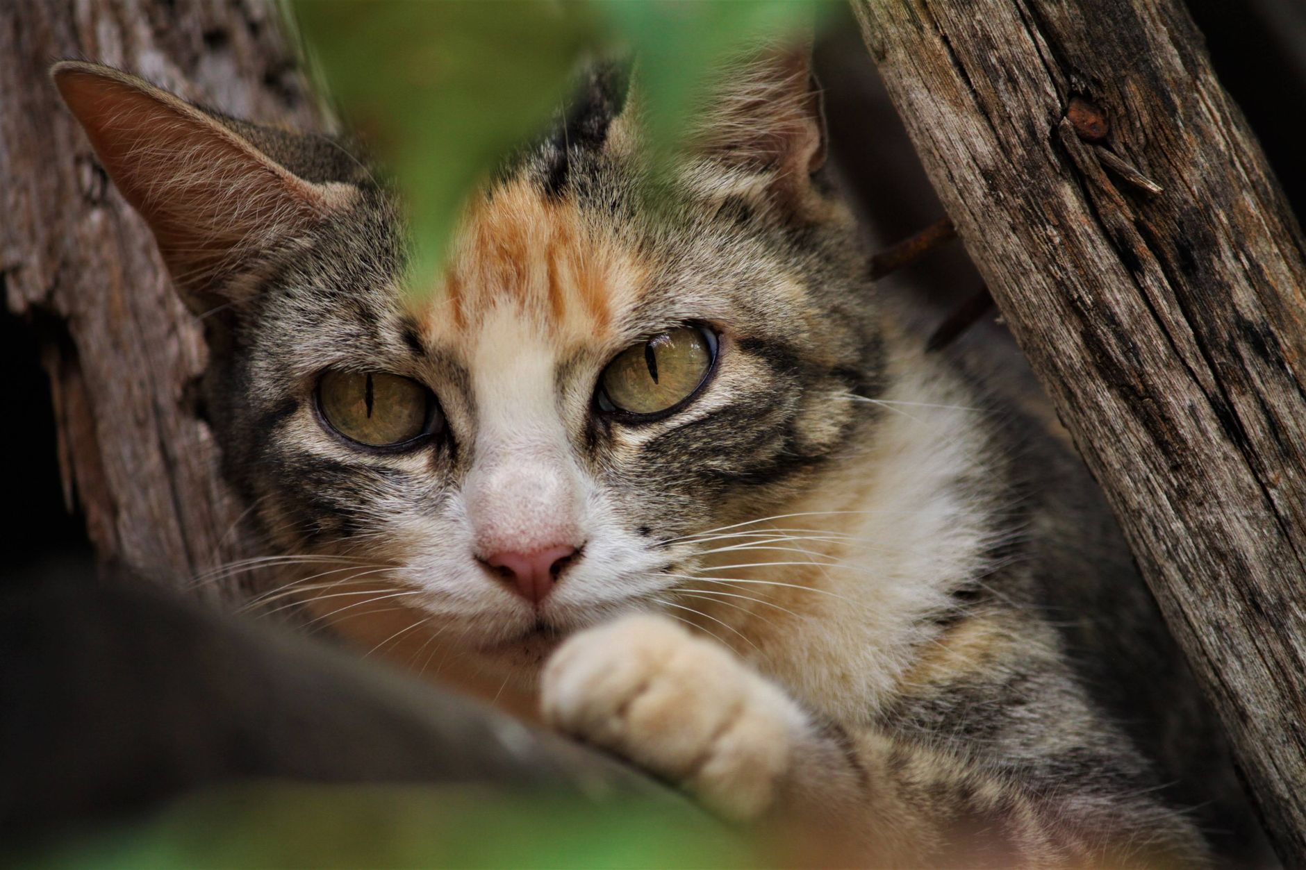 Portrait of a cat at a veterinary clinic