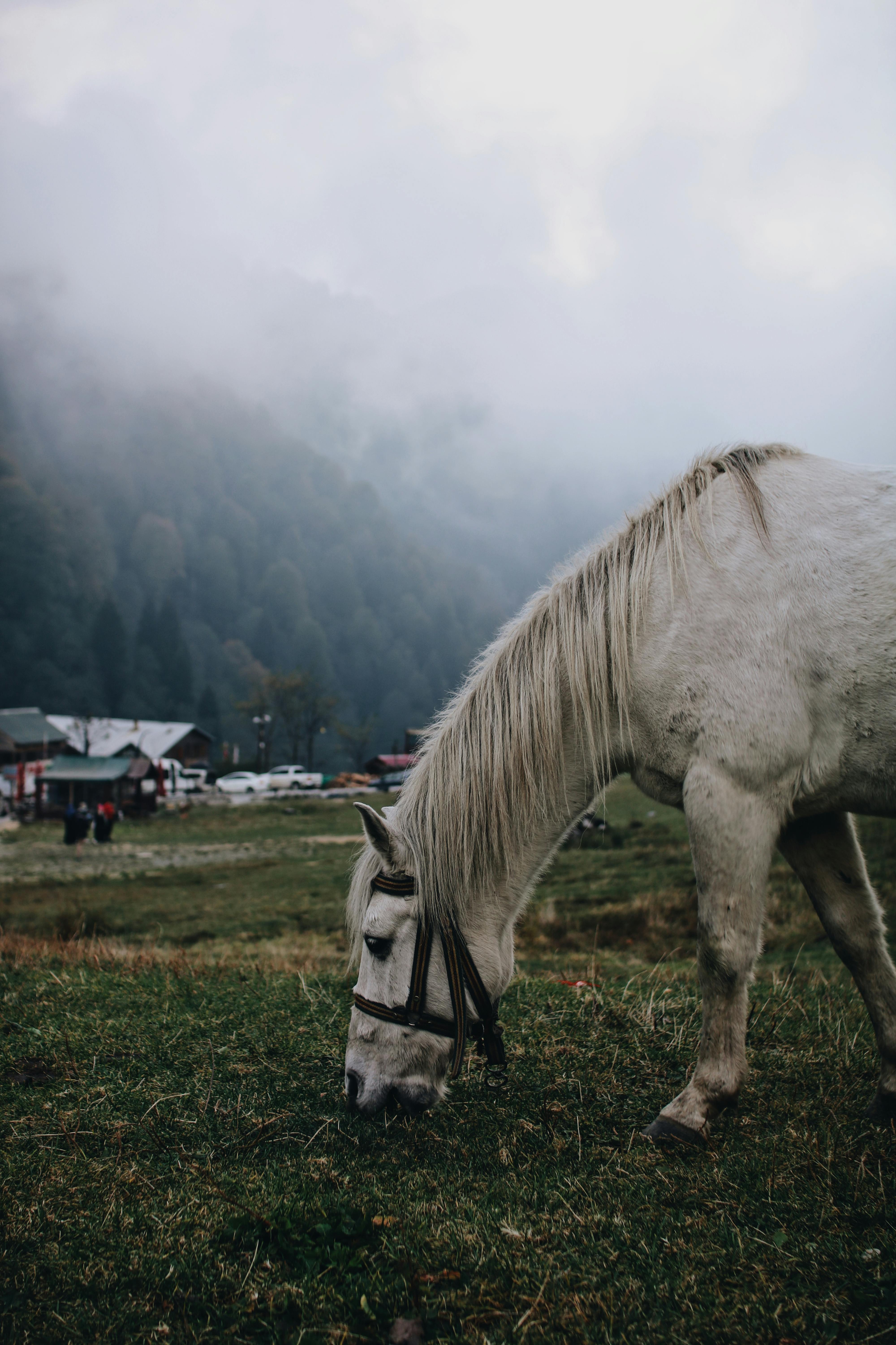 A serene scene of a white horse grazing in a foggy mountain village in Rize, Turkey.