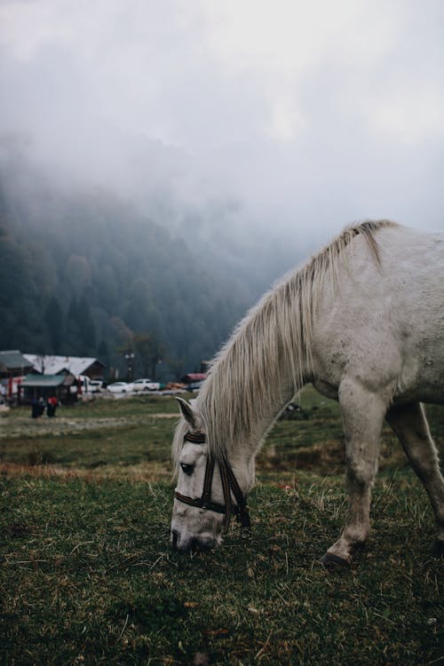 Fotobanka s bezplatnými fotkami na tému biely kôň, hmla, horská dedina