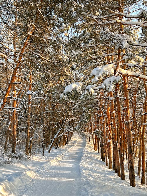 Snow Covered Trees on the Field