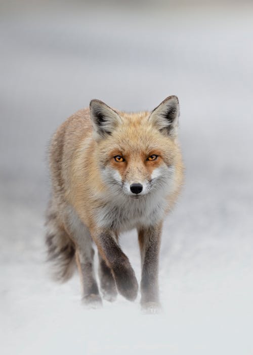 Vulpes Vulpes