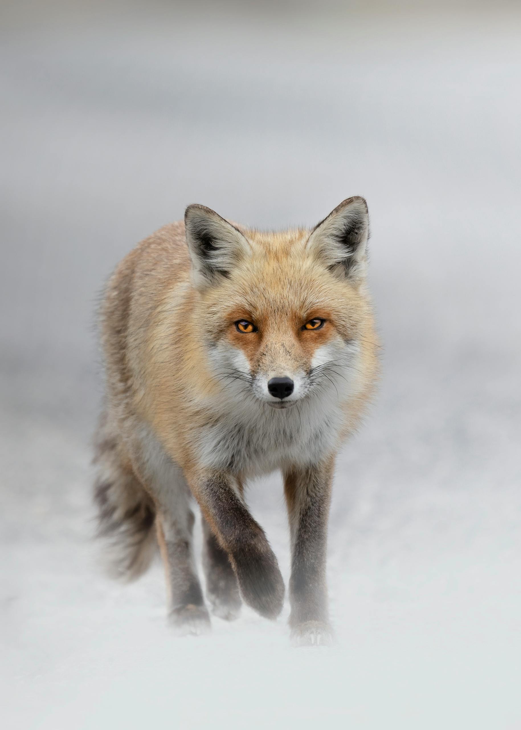 Close Up Photo of True Fox Animal at Daytime · Free Stock Photo