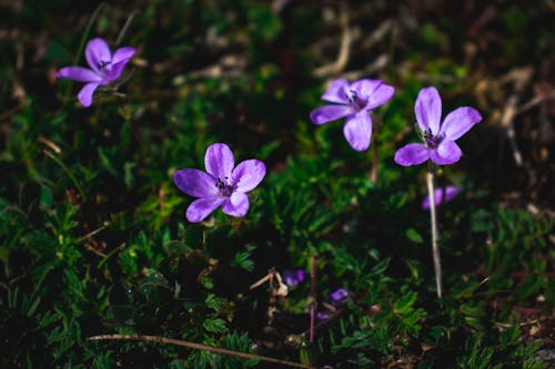 Kostenloses Stock Foto zu blumenphotographie, frühlingsblumen, lila blüten