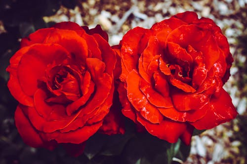 Gratis Dua Bunga Merah Foto Stok