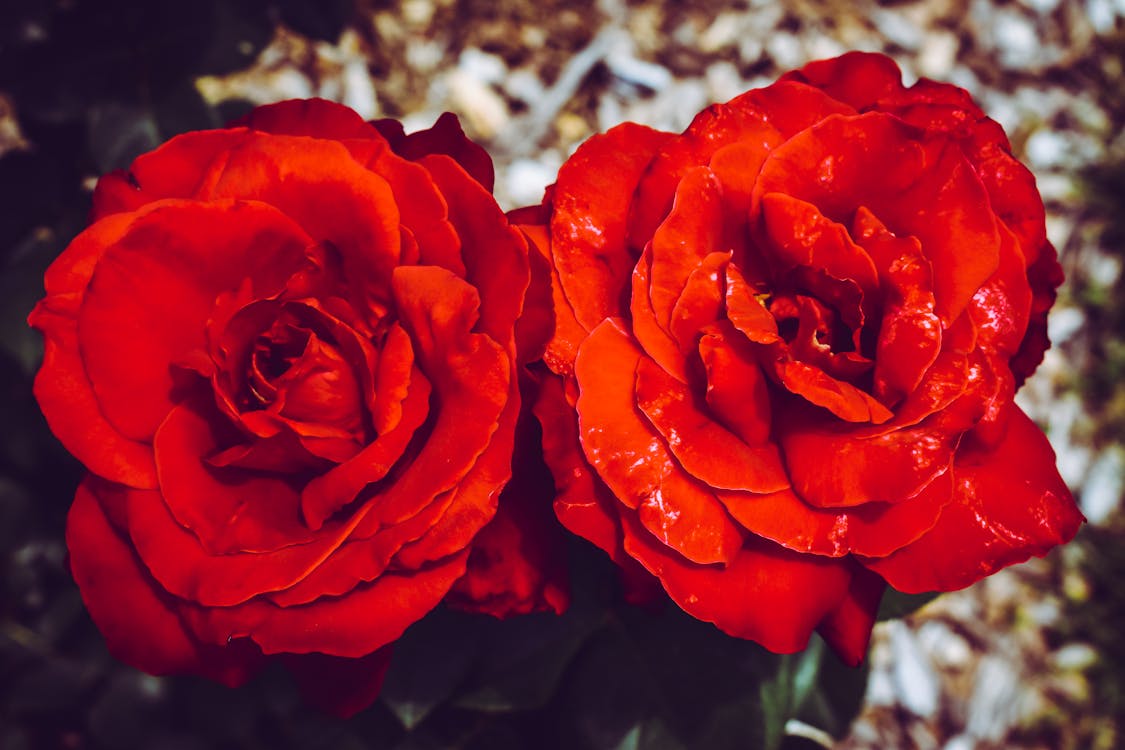 Kostenlos Zwei Rote Blüten Stock-Foto