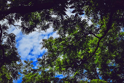 Arbre à Feuilles Vertes