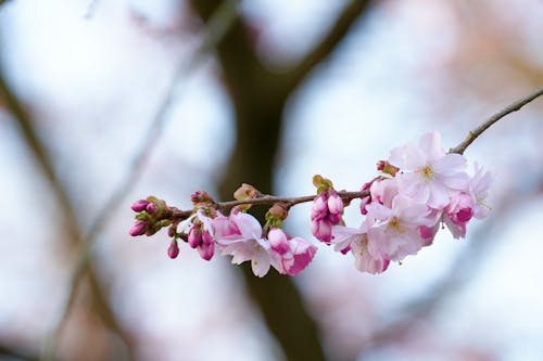 Foto stok gratis bunga sakura, bunga-bunga merah muda, cabang