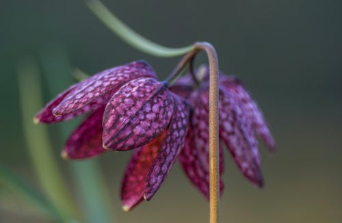 Foto stok gratis alam, berbunga, bunga violet