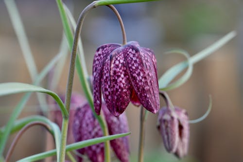 Foto stok gratis berbunga, bunga violet, fotografi bunga