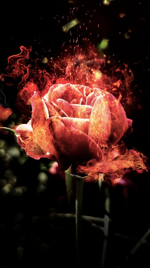 꽃, 디지털 아트, 불의 무료 스톡 사진