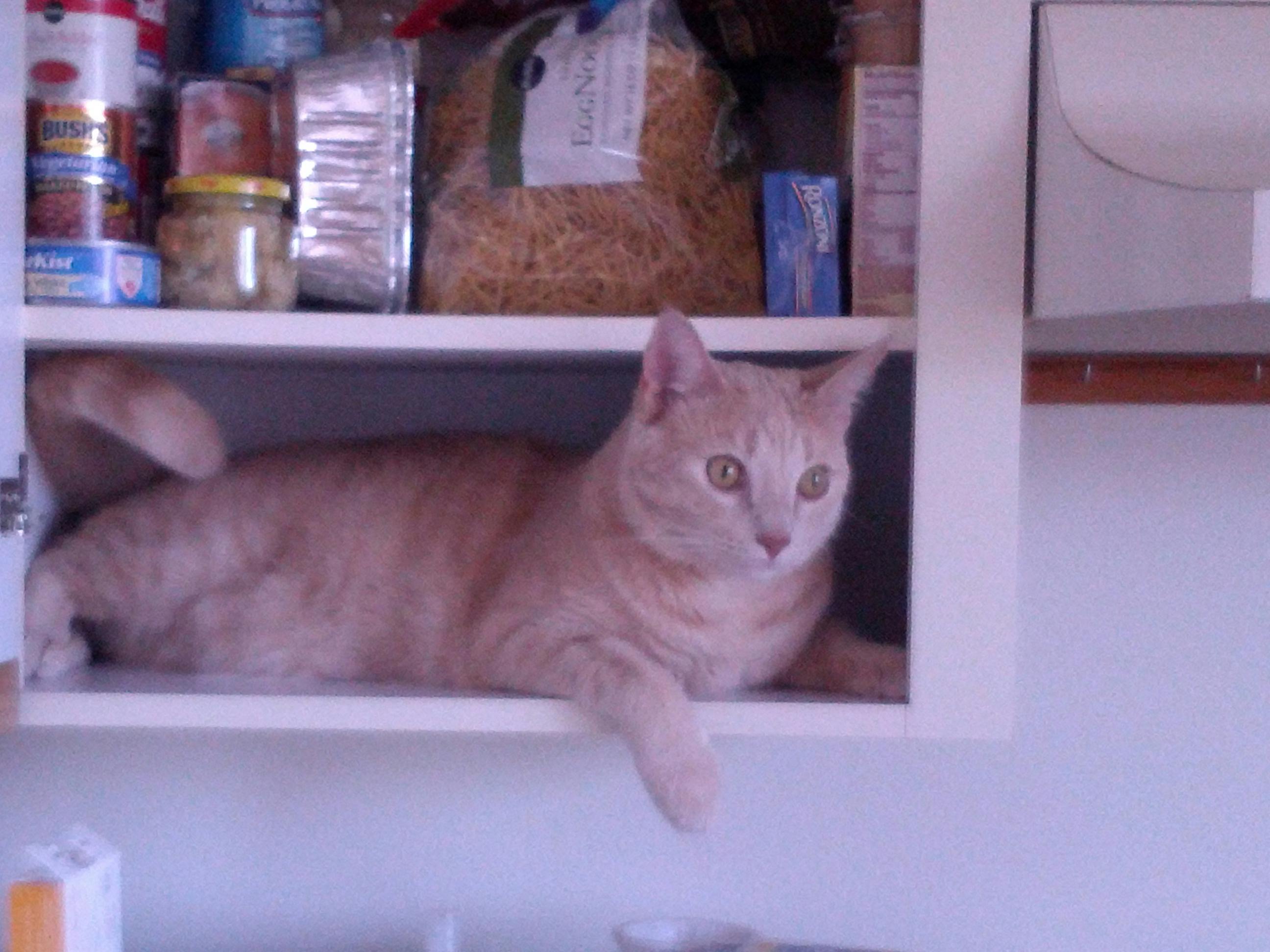 Free stock photo of cat shelf kitchen cupboard closet