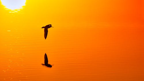 Foto stok gratis burung, matahari terbit awal, perairan yang tenang