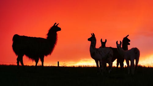 Foto stok gratis bayangan hitam, beternak hewan, llama