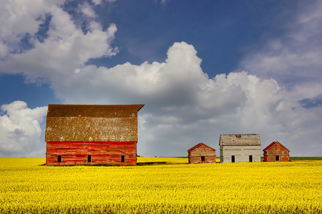Gratis stockfoto met blauwe lucht, boerderij, canola