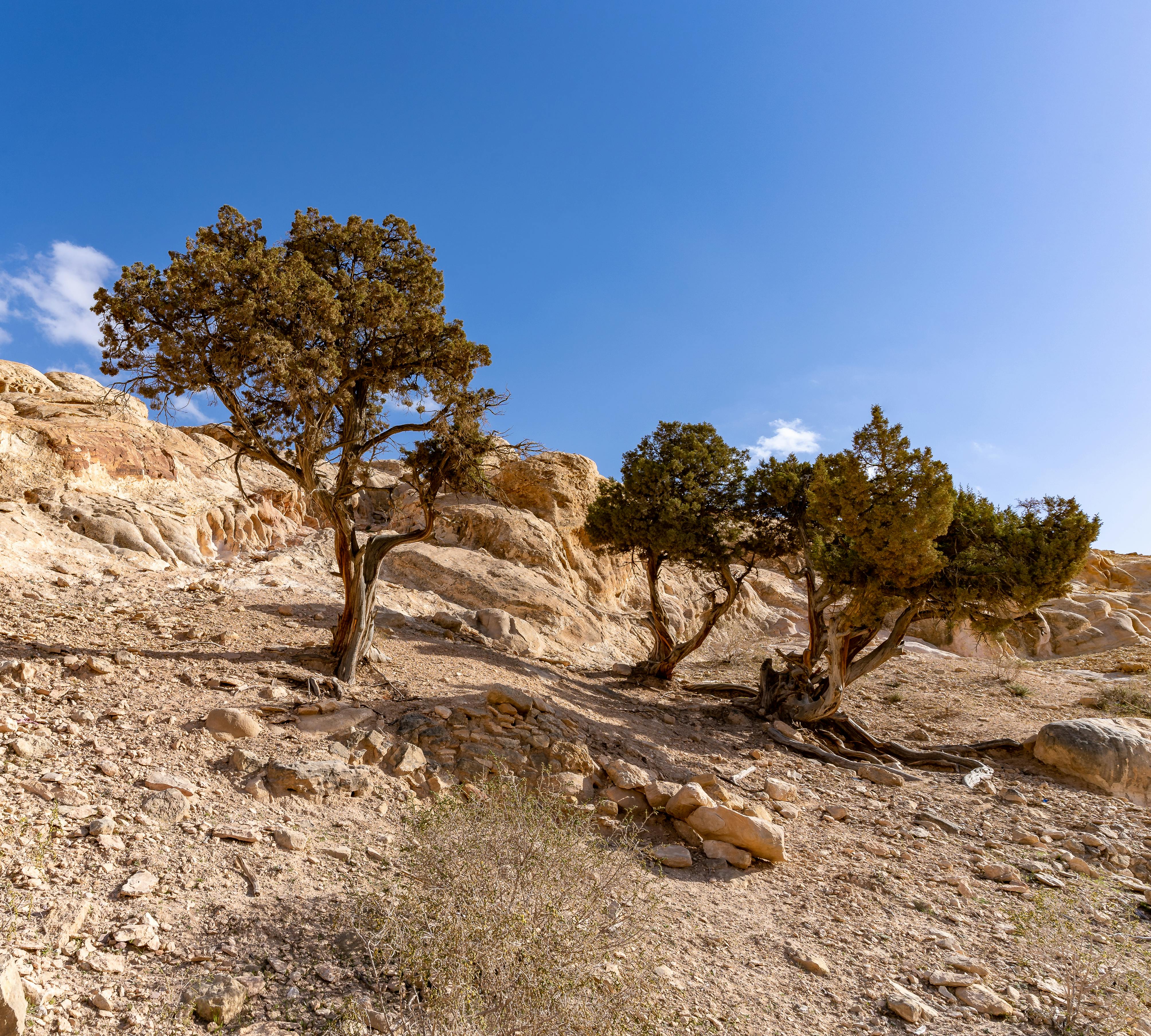 climate resilience — Photo by sebas Nut on Pexels