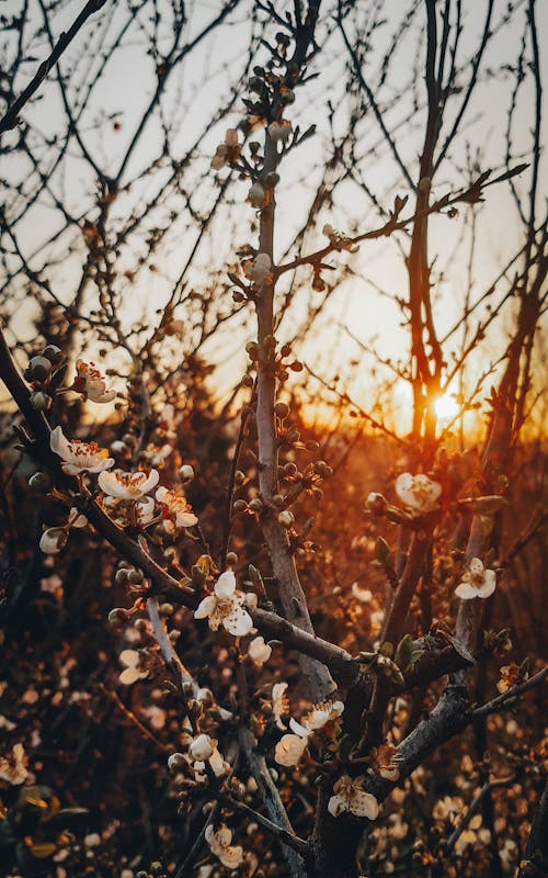 White Cherry Blossoms during Sunset