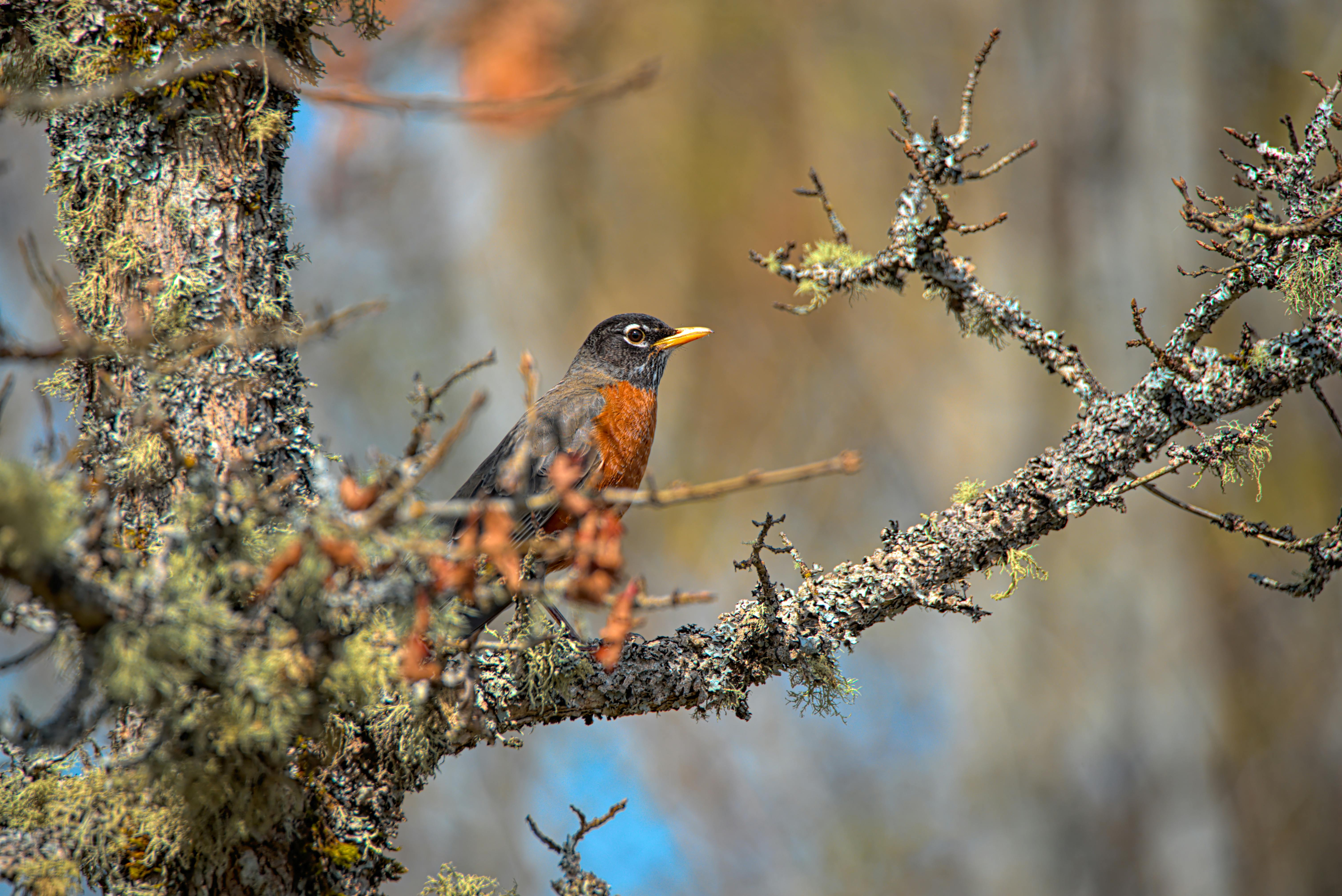 Close up of Bird · Free Stock Photo Close up of Bird · Free Stock Photo