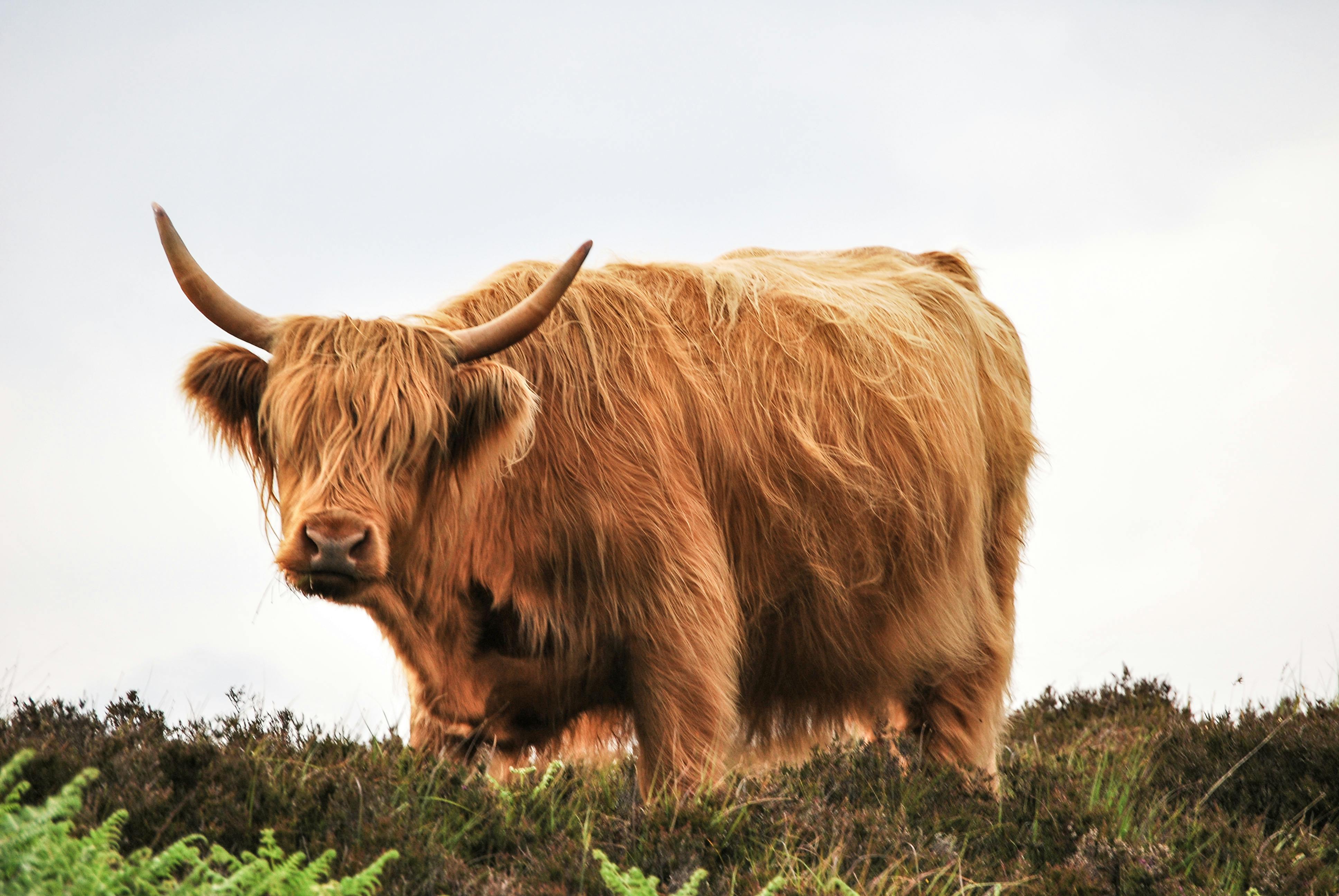 Free stock photo of animal, cow, hairy