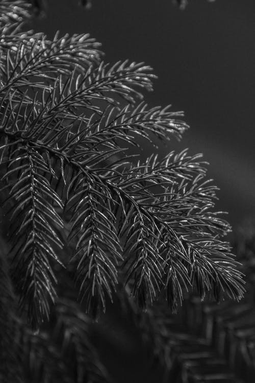 Free Grayscale Photo of Pine Leaves Stock Photo